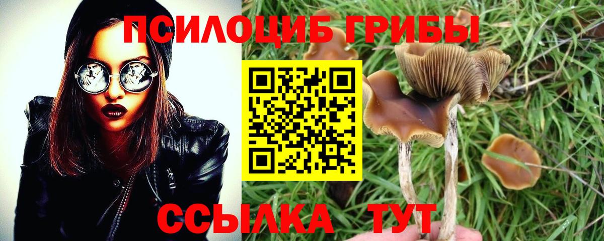 Галлюциногенные грибы Psilocybe  Вход с VPN  Озёры 